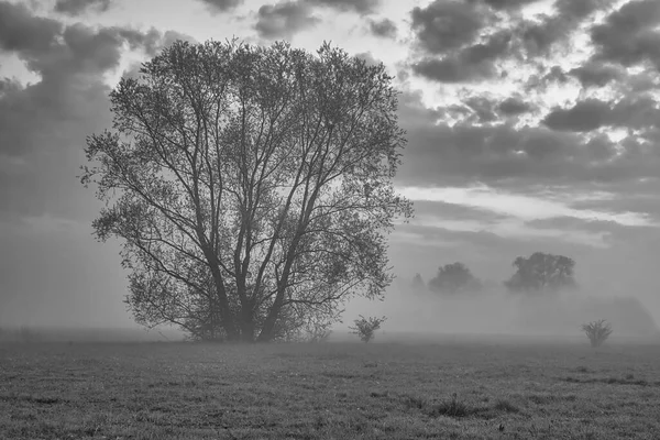 Lonely Tree Mist Morning Black White — стоковое фото