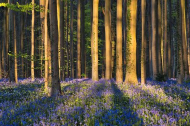 bluebells at sunrise in the bluebell forest of Hallerbos Belgium