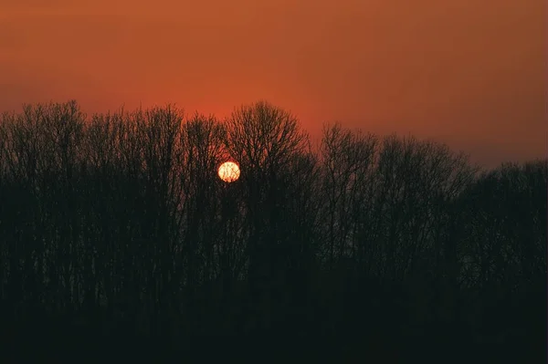 Όμορφο Τοπίο Δέντρα Σιλουέτα Στο Ηλιοβασίλεμα Πορτοκαλί Ουρανός — Φωτογραφία Αρχείου