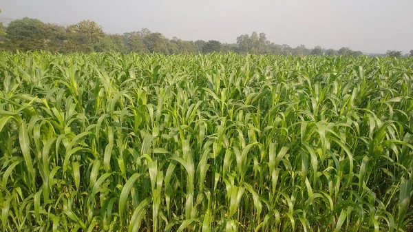 Grønn Durra Åkeren Felt Med Sorghum Sudanense Eller Sudangrass Plantasje – stockfoto