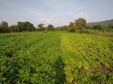 Indian farm. Indian Small Farming Sector. 
