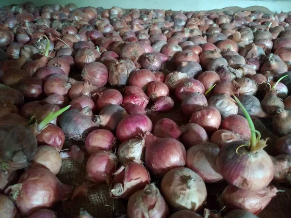 Red Onion Sprouted Onion Sprouting — Foto Stock