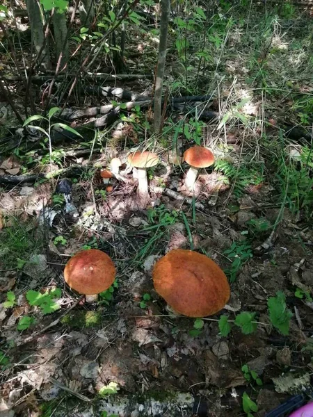 Forest Mushrooms Beautiful — Stock Photo, Image