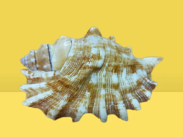 Seashell Fondo Amarillo —  Fotos de Stock