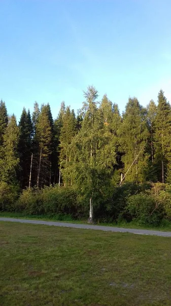 Sommaren Fantastisk Tid Att Vandra Skogen Och Njuta Naturen — Stockfoto