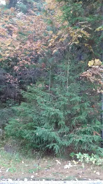 Naturen Får Speciella Färger Hösten — Stockfoto