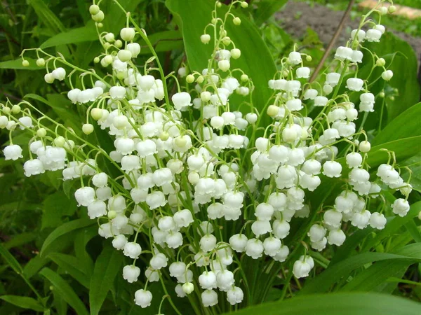 Summer Flowers Fragrant Fragrant Very Beautiful Only Humans Also Insects — Stock Photo, Image