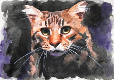 Maine Rakun Kedisi 'nin Sanatçı Portresi. İnce vibrissae renklerin arka planında göze çarpar. Güzel sarı gözler işaretlenmiş. Suluboya. 
