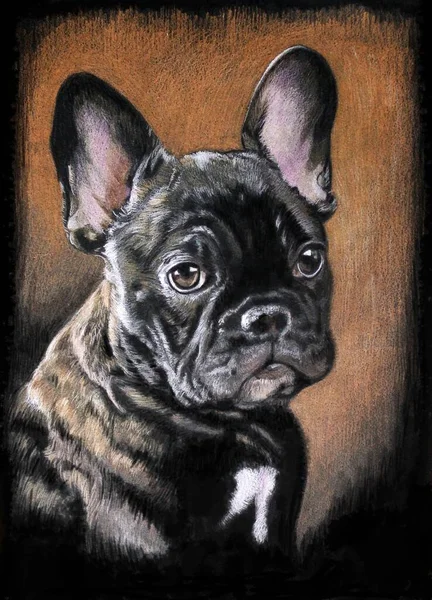 Siyah kart stoğunda bir Fransız bulldog köpeği portresi. Köpek renkli (kahverengi) brindle 'dır. Işık yavaşça kafasına yayılıyor. Pastel boyalarla çizim yapmak. Turuncu arkaplan.