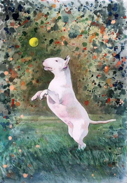 Vit Bullterrier Hund Leker Med Boll Akvarell Illustration Färgstark Och — Stockfoto