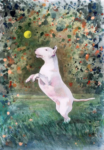 Beyaz bir bullterrier köpeği bir topla oynuyor. Suluboya çizimi. Renkli ve dinamik bir geçmişi var. İfade. 