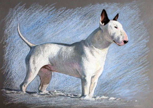 オイルパステル 雪の中で白い闘牛犬 美しい犬の冬の肖像画 — ストック写真