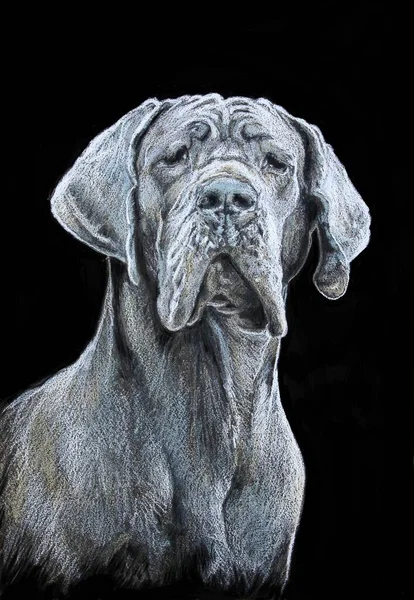 Mavi Alman köpeği portresi. Siyah arkaplana çiziyorum. Pastel boyayla çizim yapılır. Güzel, asil bir köpek..