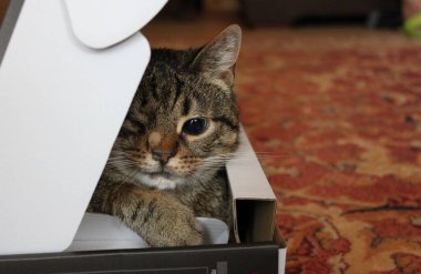 Tatlı, gözleri olmayan bir kedi yavrusu bir kutuda oturuyor..