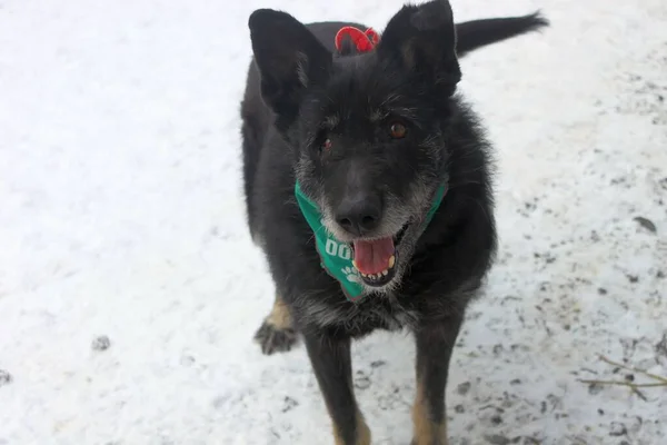 Boynunda bir mendille neşeli, gözleri olmayan bir köpek..