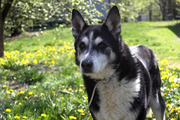 Porträt Eines Husky Hundes Auf Einer Blühenden Wiese — Stockfoto