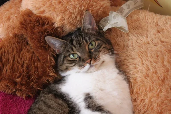 Pelüş oyuncakların arasında sevimli bir kedi.