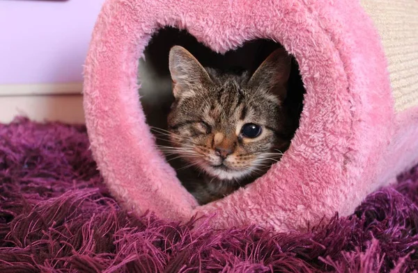 Pembe bir not panosundaki sevimli, gözleri olmayan bir kedi..