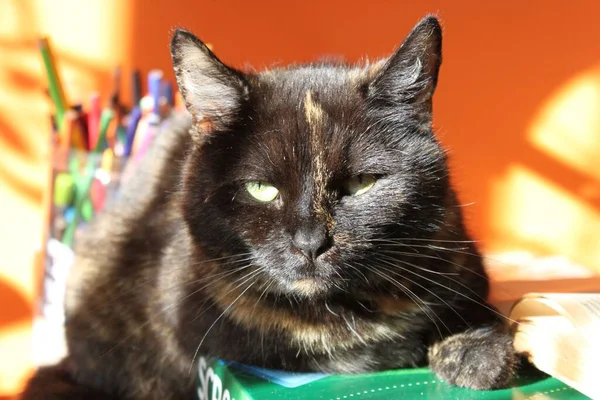 Tortoiseshell Cat Likes Sunshine — Stock Photo, Image