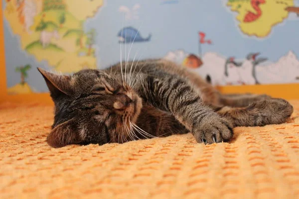 Sleeping Kitten Orange Blanket Close Perspective Shortcut Map World Background — Stock Photo, Image