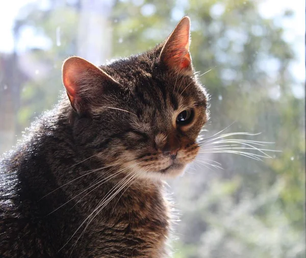 Portret Van Een Kat Zonder Oog Wazige Achtergrond — Stockfoto