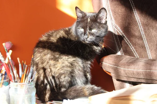 고양이는 햇빛을 좋아한다 — 스톡 사진