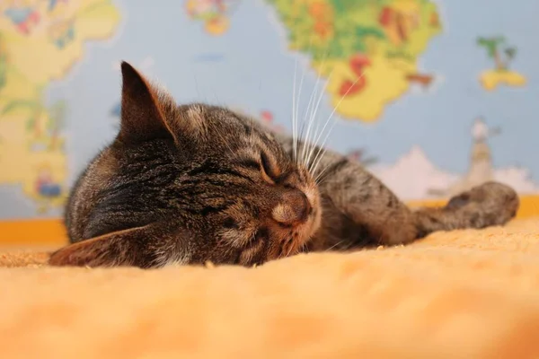 Alvó Cica Narancssárga Takarón Közelkép Perspektíva Rövidítés Világ Térképe Háttérben — Stock Fotó