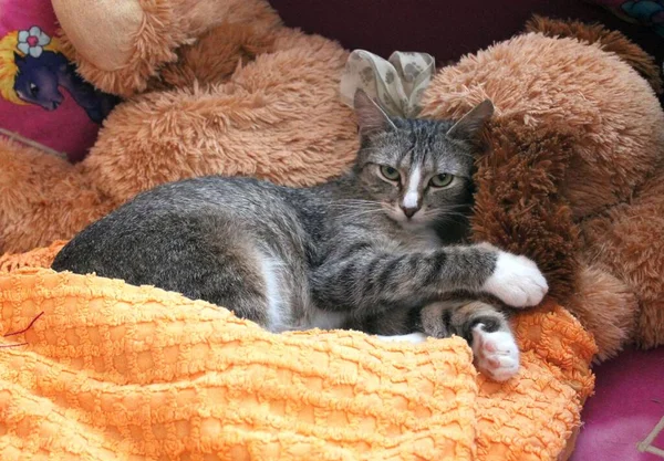 Pelüş oyuncakların arasında sevimli bir kedi.