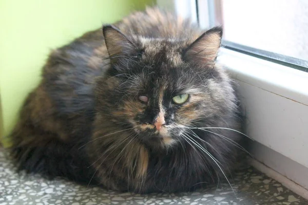 Beautiful Long Haired Tortie Cat Sits Windowsill Unfortunately She Lost — Stock Photo, Image