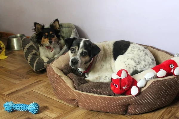İki tane üç renkli, yamalı köpek yataklarında dinleniyor ve objektife bakıyor. Renkli çevre ve oyuncaklar.