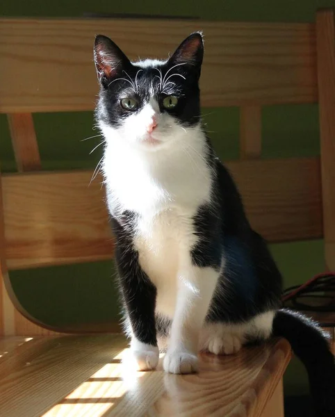 Black White Cat Lit Harsh Sunlight Coming Window Photo Shows — Stock Photo, Image