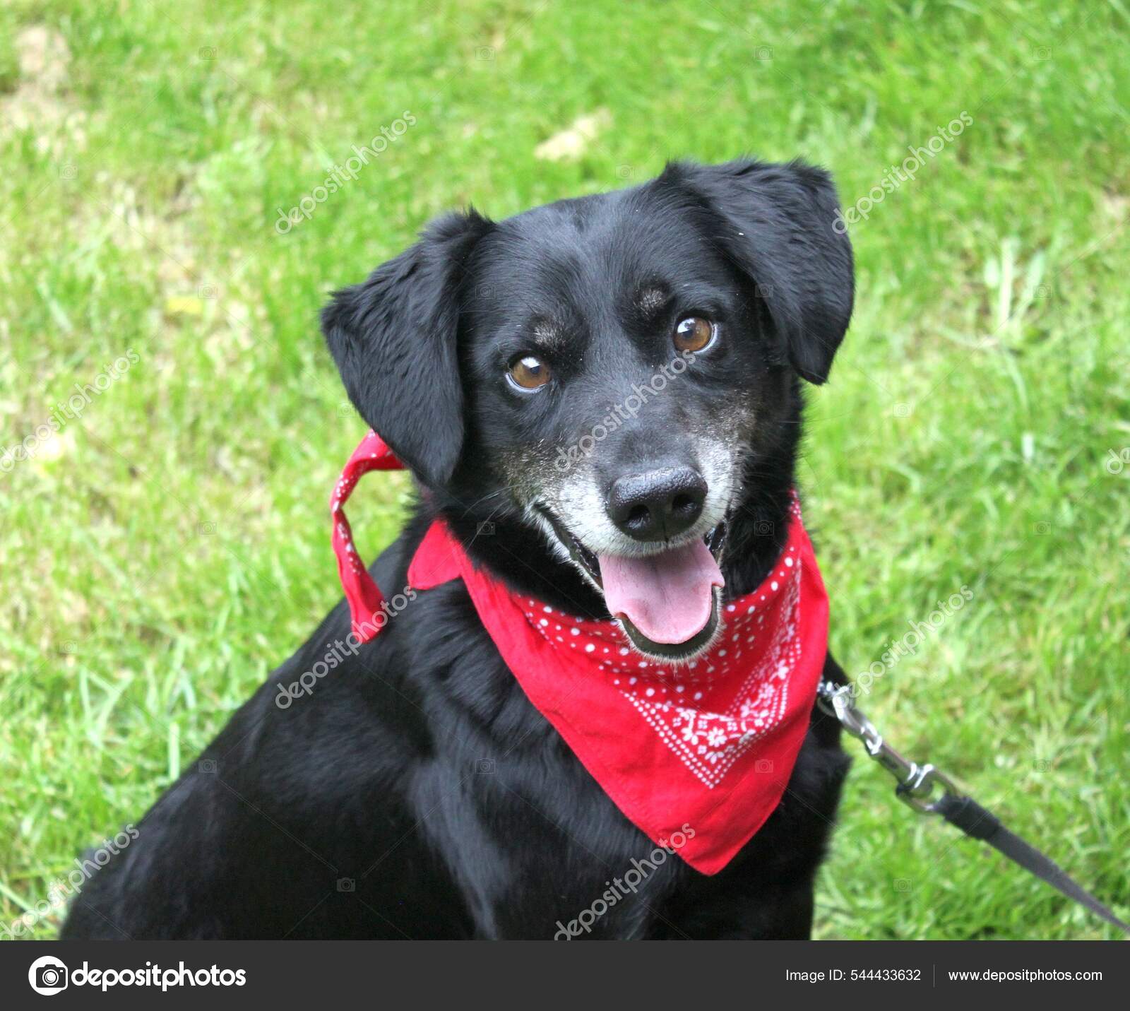 Portrait Black Dog Red Handkerchief Its Neck Dog Ordinary Short Stock Photo  by ©FantastycznaPasja 544433632