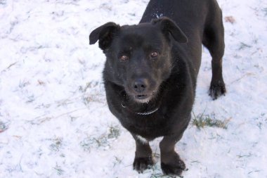 Kara köpek, karlı bir zemine karşı. Kısa saçlı, kahverengi gözlü ve kanat çırpan kulaklı bir melez portresi. Köpek lense bakıyor..
