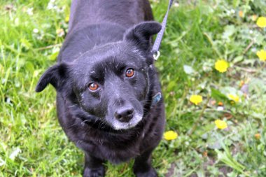Çiçek açan sarı çiçekler (karahindiba) ve çimenlerin arka planına karşı siyah bir köpeğin portresi. Köpek, üzgün ve melankolik bir bakışla objektife bakıyor. Siyah kısa saçları, sarkık kulakları ve güzel kahverengi gözleri var..