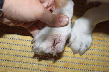 Köpekte pençe yarası. Ayak parmakları arasında bir yara. Enfeksiyon. 