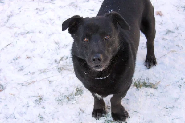 Kara köpek, karlı bir zemine karşı. Kısa saçlı, kahverengi gözlü ve kanat çırpan kulaklı bir melez portresi. Köpek lense bakıyor..