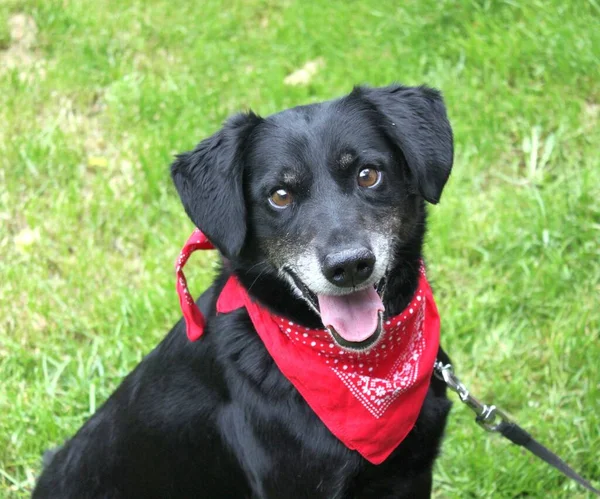 Boynunda kırmızı bir mendil olan siyah bir köpeğin portresi. Köpek sıradan kısa saçlı bir köpek, ama büyük bir neşe ve pozitiflik yayıyor..
