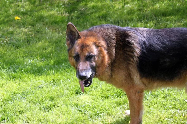 Perro Pastor Alemán Sin Oreja Retrato Perro Fondo Hierba Verano —  Fotos de Stock