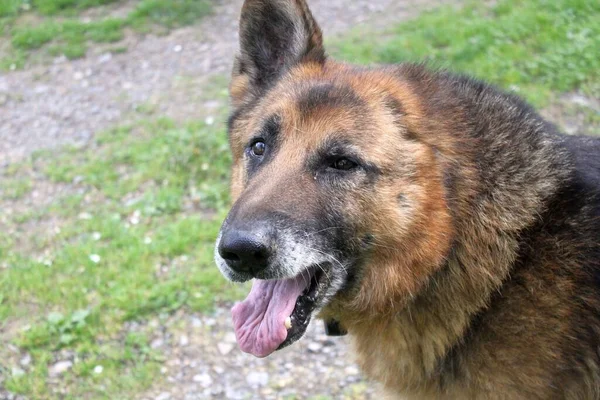 Kulaksız Alman çoban köpeği. Çimlerin üzerinde bir köpeğin portresi. Yaz mevsimindeyiz, hava sıcak, köpek esniyor.. 