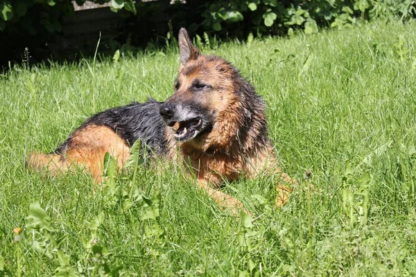 Çimenlerde ıslak bir Alman kurdu yatıyor. Köpek sakat, bir kulağı yok (kesik). Yaz ayındayız. Banyo yaptıktan sonra güneşte kurur..
