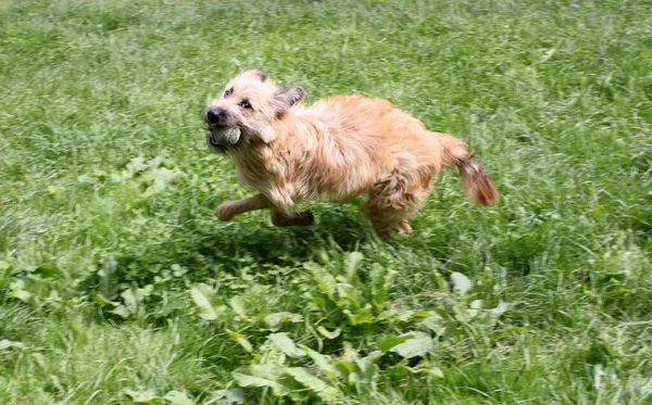 Tüylü bir köpek ağzında bir topla koşar. Çok enerjik ve koşmayı seven genç bir teriyer..