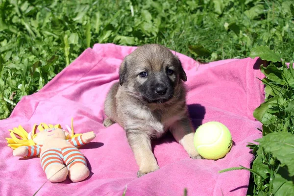 Küçük tatlı kahverengi bir köpek yavrusunun portresi. Bir gün büyük bir köpek olacak. Arka planda pembe bir battaniye, yeşil çimenler ve oyuncaklar var. Yavru köpek birkaç haftalık..