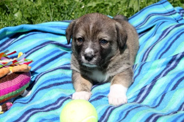 Portret Van Een Lief Bruin Hondje Ooit Zal Hij Uitgroeien — Stockfoto