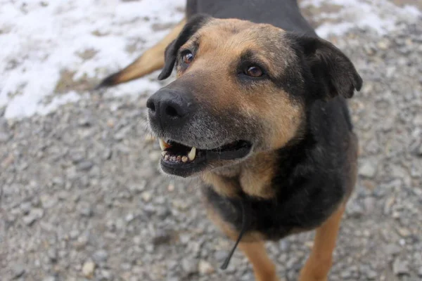 Sevgi ve güvenle bir insana bakan büyük yaşlı bir köpeğin portresi. Köpeğin gri bir ağızlık ve sıkışmış kulakları var. O sıradan bir köpek, ama idarecisine karşı çok sadık ve dikkatli..