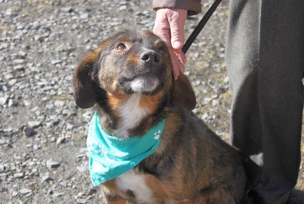 İnsanının yanında bir köpeğin portresi. Melez, bakıcısına bakıyor. Gözlerindeki sevgiyi ve güveni görebilirsin. Fotoğraf sıradan bir köpeği gösteriyor. Boynunda yeşil bir bandana olan yaşlı bir adamın yanında..
