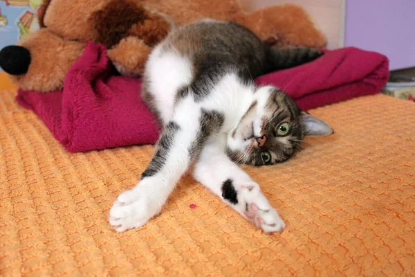 一只有趣的彩色猫伸出手躺在床上 背景是五彩缤纷的毛毯和一个巨大的毛绒玩具 这只猫有一双漂亮的黄眼睛 — 图库照片