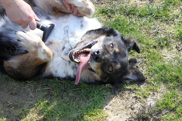 Bu köpek göbeğinin taranmasına bayılır. O mutlu, çimlerin üzerinde baş aşağı yatıyor. Köpek üç renkli, ağzı açık ve havlıyor (uzun bir dili var)). 