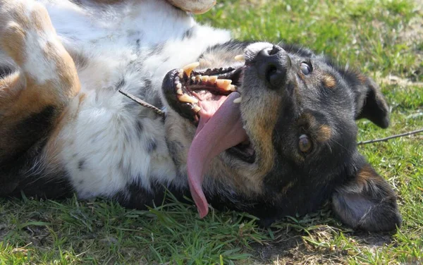 Çok mutlu bir köpek sırtındaki çimlerin üzerinde uzanıyor. Köpek üç renkli, ağzı açık ve esniyor (uzun bir dili var). Karnını okşamanı çok seviyor..
