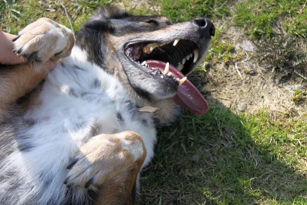 Çok mutlu bir köpek sırtındaki çimlerin üzerinde uzanıyor. Köpek üç renkli, ağzı açık ve esniyor (uzun bir dili var). Karnını okşamanı çok seviyor..