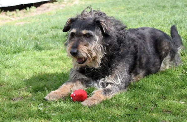 Ein Alter Terrier Mischlingshund Liegt Nach Einem Spiel Mit Einem — Stockfoto